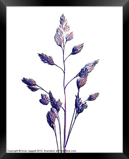Blue Grass Framed Print by Brian  Raggatt
