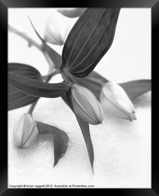 Lily on snow Framed Print by Brian  Raggatt
