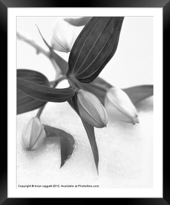 Lily on snow Framed Mounted Print by Brian  Raggatt