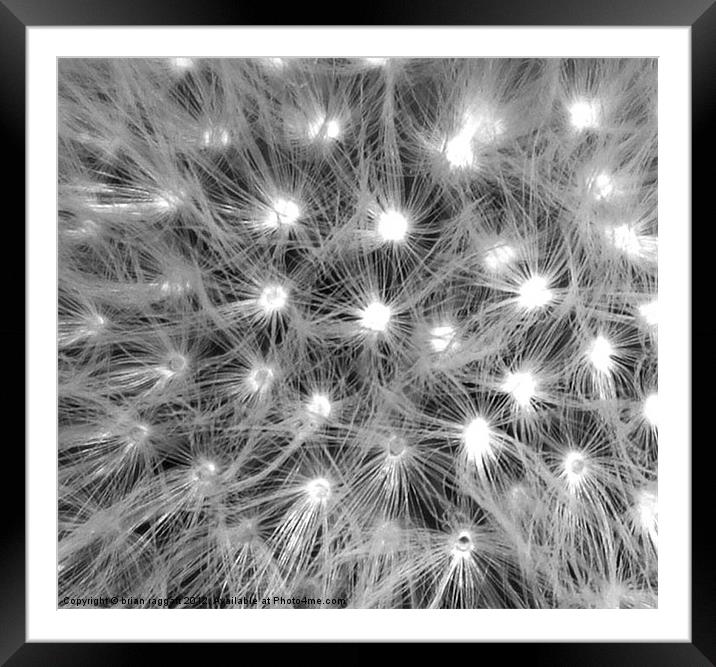 Dandelion Seed Head 3 BWMacro Framed Mounted Print by Brian  Raggatt