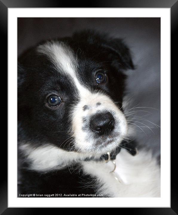 I Love My dog as Much as I love You Framed Mounted Print by Brian  Raggatt