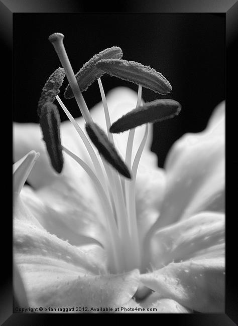 Lily Head BW Framed Print by Brian  Raggatt