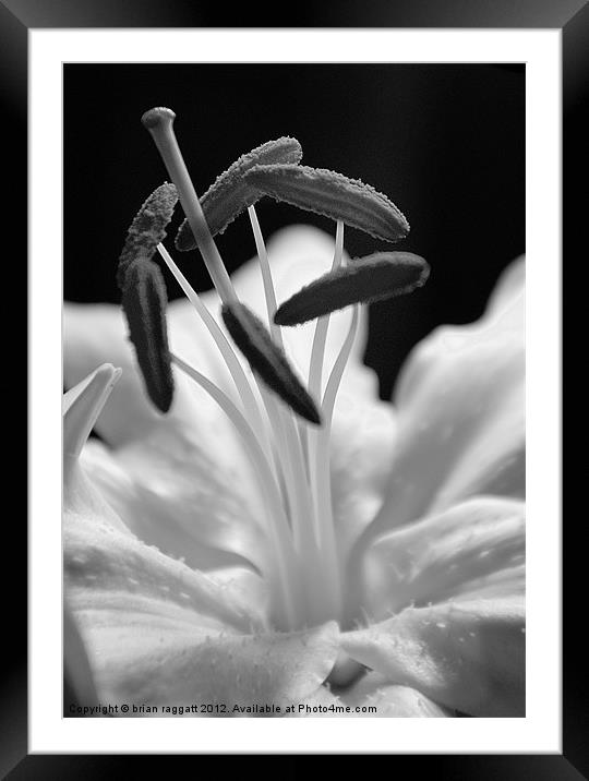 Lily Head BW Framed Mounted Print by Brian  Raggatt