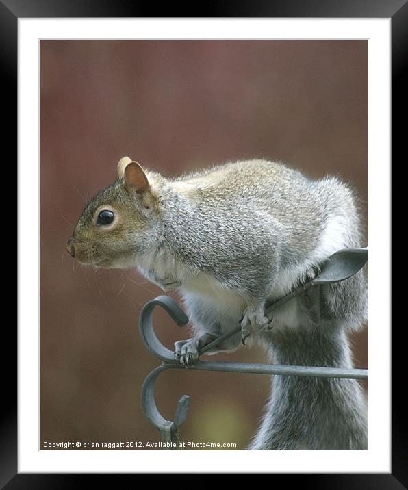 Squirrel 3 Framed Mounted Print by Brian  Raggatt