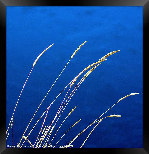 Blue Grass Evenings Framed Print by Brian  Raggatt