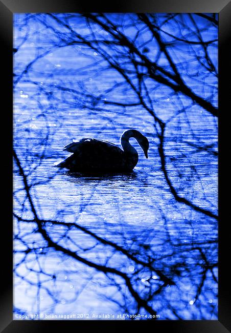 Swan Lake Blues Framed Print by Brian  Raggatt