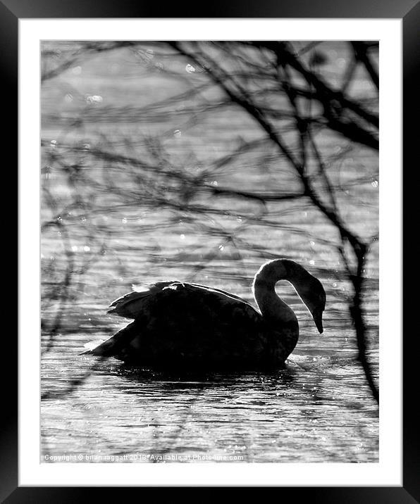 Swan Lake BW Framed Mounted Print by Brian  Raggatt