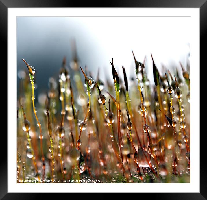 Saved for another rainy day Framed Mounted Print by Brian  Raggatt