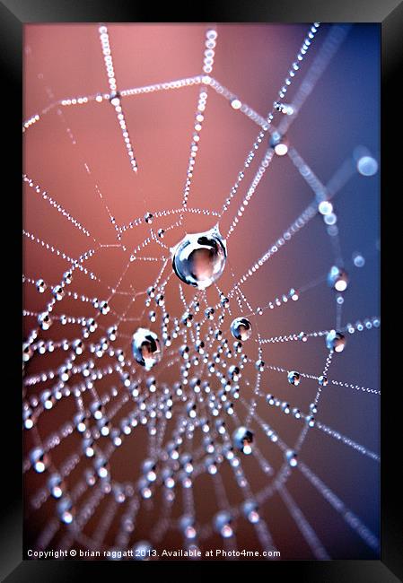 Spiders Necklace Framed Print by Brian  Raggatt