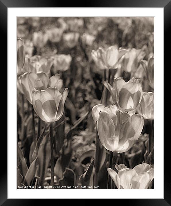 Tulip Field BW Framed Mounted Print by Brian  Raggatt