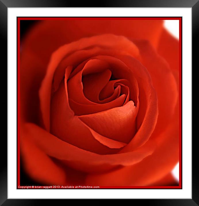 Red Rose Heart 2 Framed Mounted Print by Brian  Raggatt