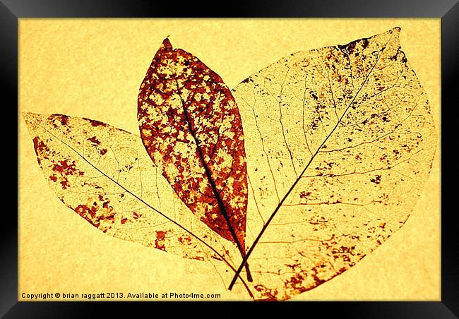 Leaf Skeleton 20 Framed Print by Brian  Raggatt