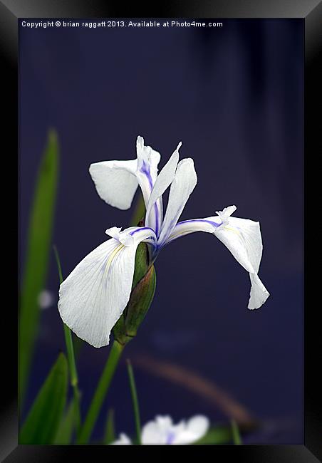 Wild Orchid Framed Print by Brian  Raggatt