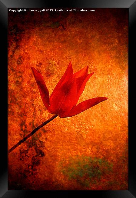 Little Red Tulip Framed Print by Brian  Raggatt