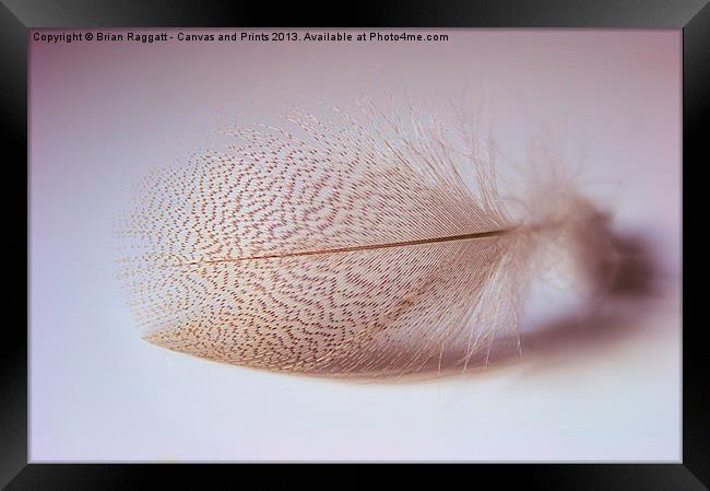 Duck feather Framed Print by Brian  Raggatt