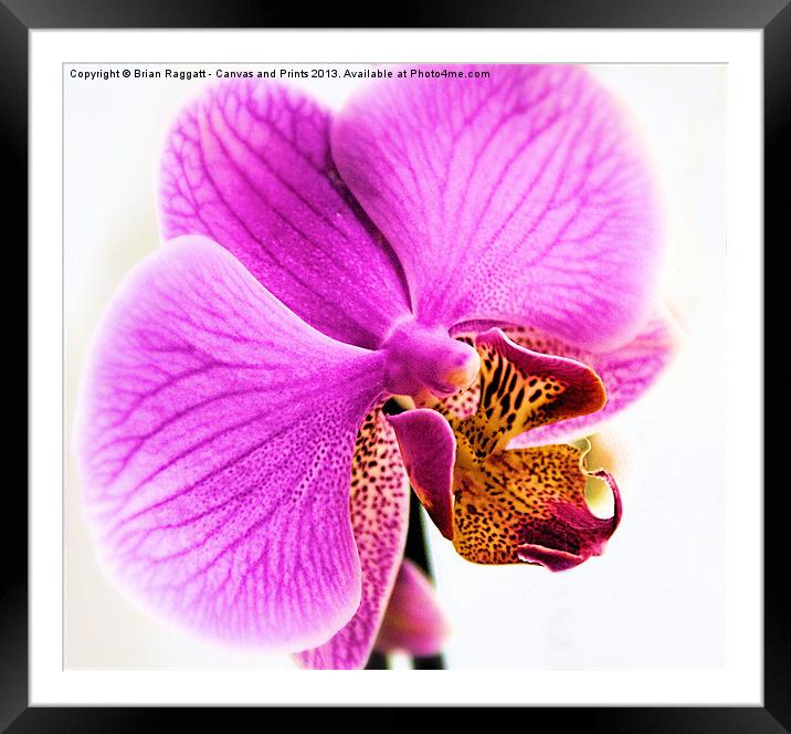 Orchid Framed Mounted Print by Brian  Raggatt
