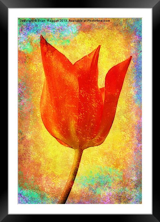 Textured Tulip Framed Mounted Print by Brian  Raggatt