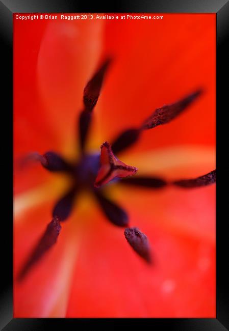 Tulip heart macro Framed Print by Brian  Raggatt