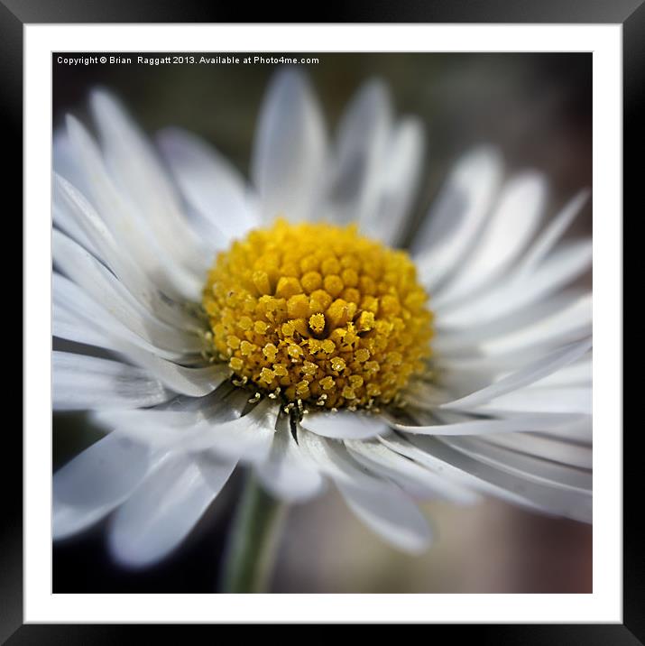 Daisy Macro Framed Mounted Print by Brian  Raggatt