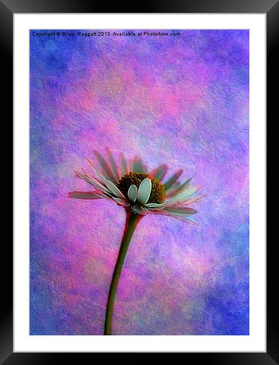 Daisy Skies Framed Mounted Print by Brian  Raggatt