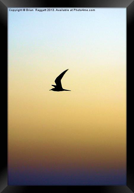 Fly Away Framed Print by Brian  Raggatt