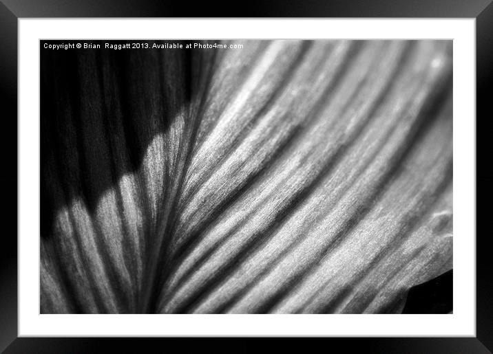 Leaf in Black and White Framed Mounted Print by Brian  Raggatt