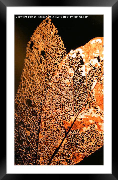 Leaf skeleton 14 Framed Mounted Print by Brian  Raggatt