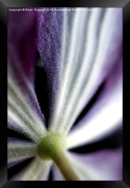 Clematis Flower Stem Framed Print by Brian  Raggatt