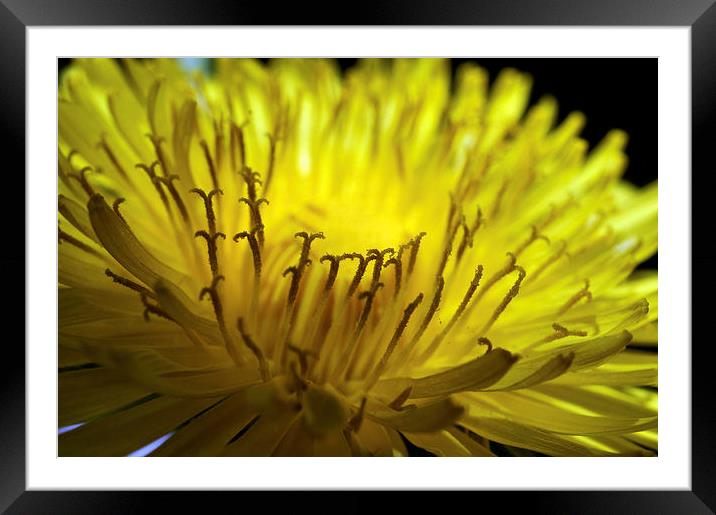 Dandelion Flower  macro Framed Mounted Print by Brian  Raggatt