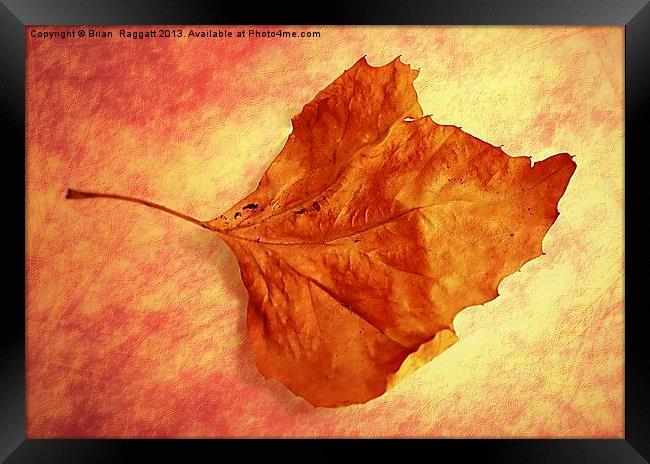 Autumn Cometh Framed Print by Brian  Raggatt