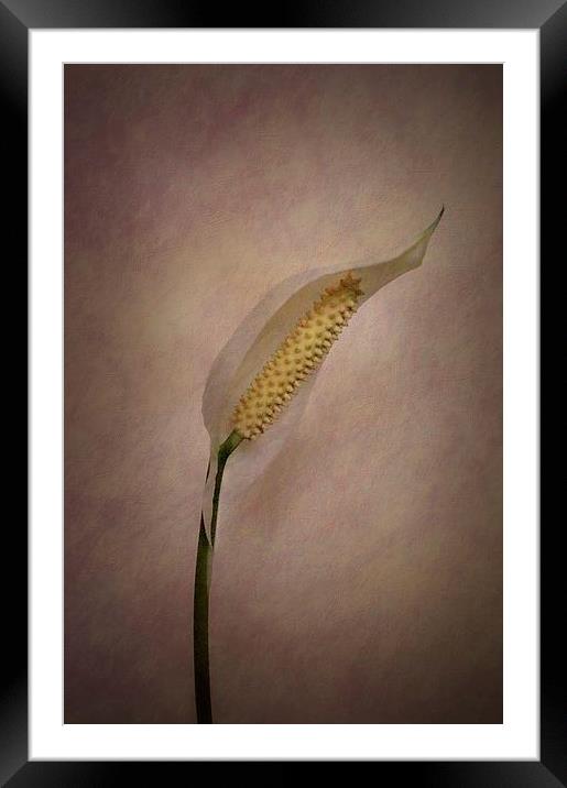 Peace for Lily Framed Mounted Print by Brian  Raggatt