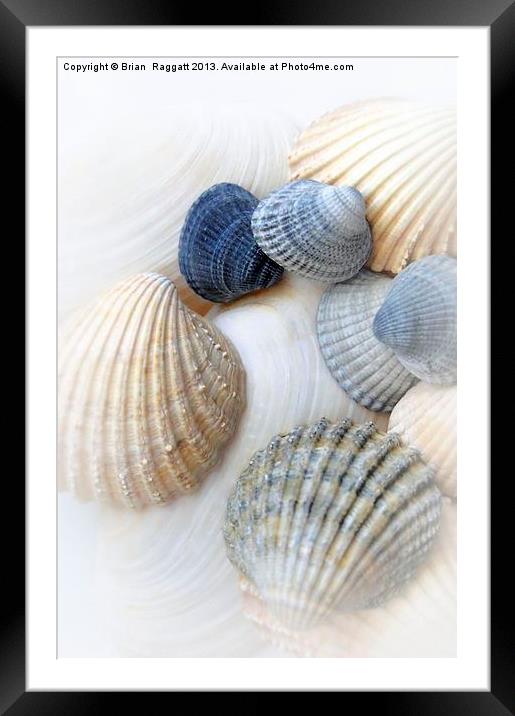 Just Sea Shells Framed Mounted Print by Brian  Raggatt