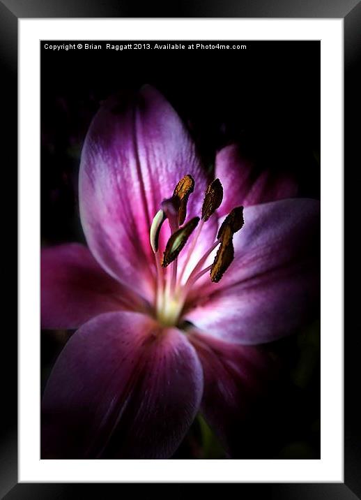 Lily of the Night Framed Mounted Print by Brian  Raggatt