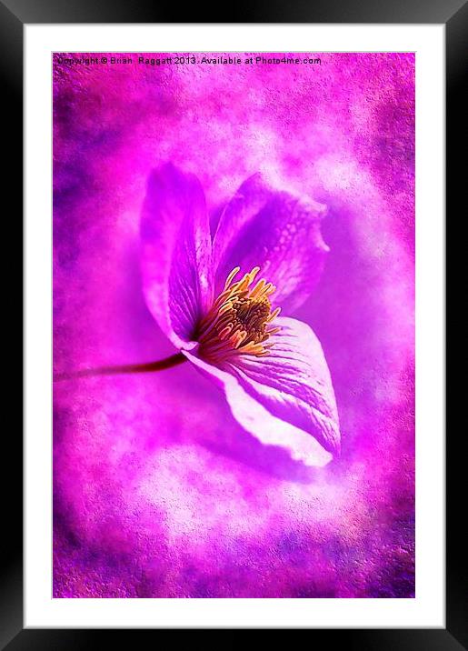 Little Clematis Framed Mounted Print by Brian  Raggatt