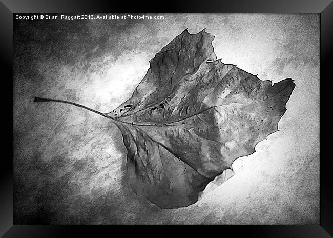 Fall Leaf Framed Print by Brian  Raggatt