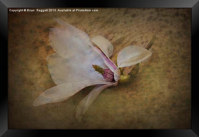 Beautiful Swan Song Framed Print by Brian  Raggatt
