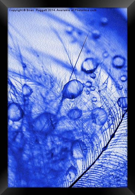 Feather Droplets Framed Print by Brian  Raggatt