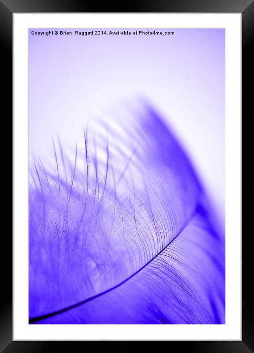 Feather Light Blue Framed Mounted Print by Brian  Raggatt