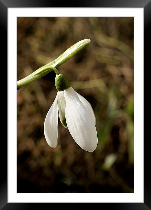 Snowdrop Days Framed Mounted Print by Brian  Raggatt