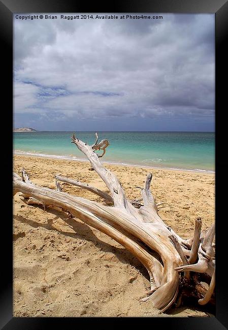 Tropical Beach Driftwood Framed Print by Brian  Raggatt