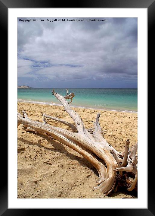 Tropical Beach Driftwood Framed Mounted Print by Brian  Raggatt