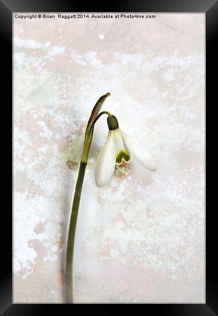 Snowdrop Tear Framed Print by Brian  Raggatt