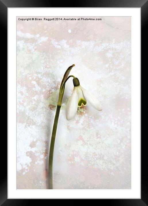 Snowdrop Tear Framed Mounted Print by Brian  Raggatt