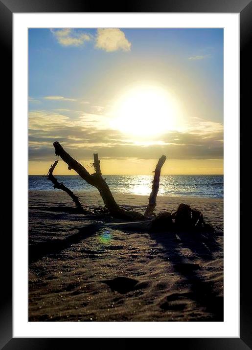 Desert Island Driftwood Sunset Framed Mounted Print by Brian  Raggatt