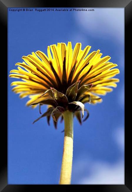 Things Are Looking Up Framed Print by Brian  Raggatt