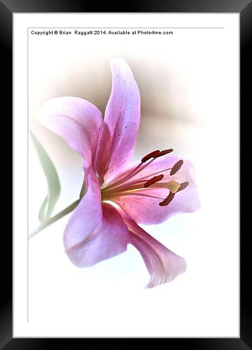 Pink Lily Framed Mounted Print by Brian  Raggatt