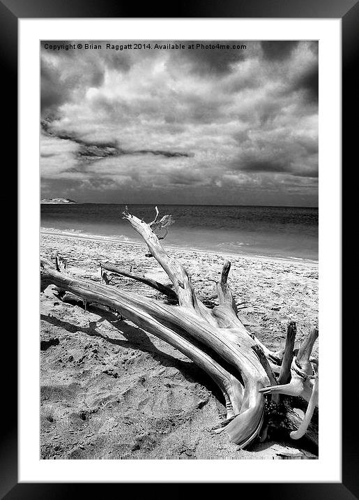 Tropical Beach Driftwood BW Framed Mounted Print by Brian  Raggatt