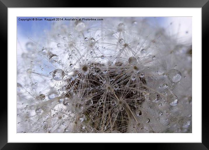 Rainy day Dandelion Framed Mounted Print by Brian  Raggatt