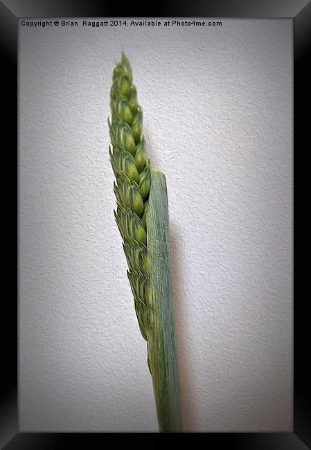  Grass Seed Stalk oils effect Framed Print by Brian  Raggatt