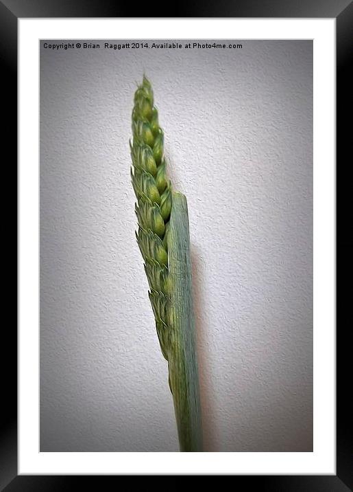  Grass Seed Stalk oils effect Framed Mounted Print by Brian  Raggatt